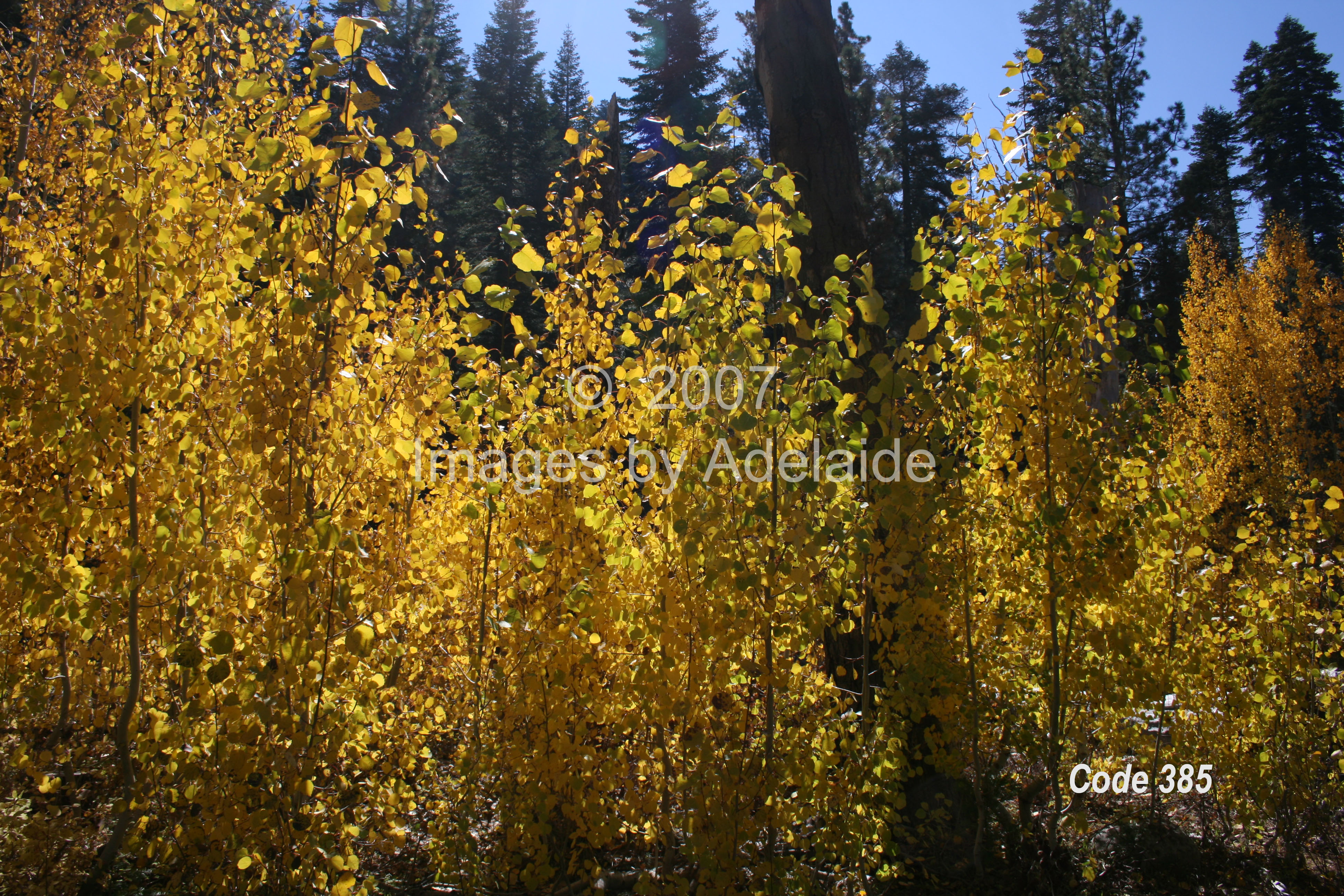 Shimmering Aspen